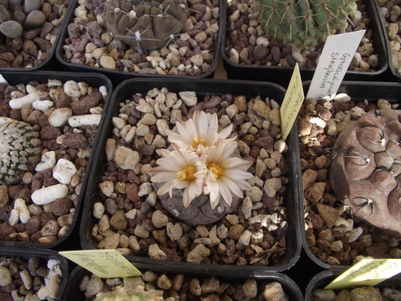 Turbinicarpus jauernigii 