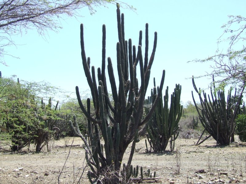 Echinopsis sp. 