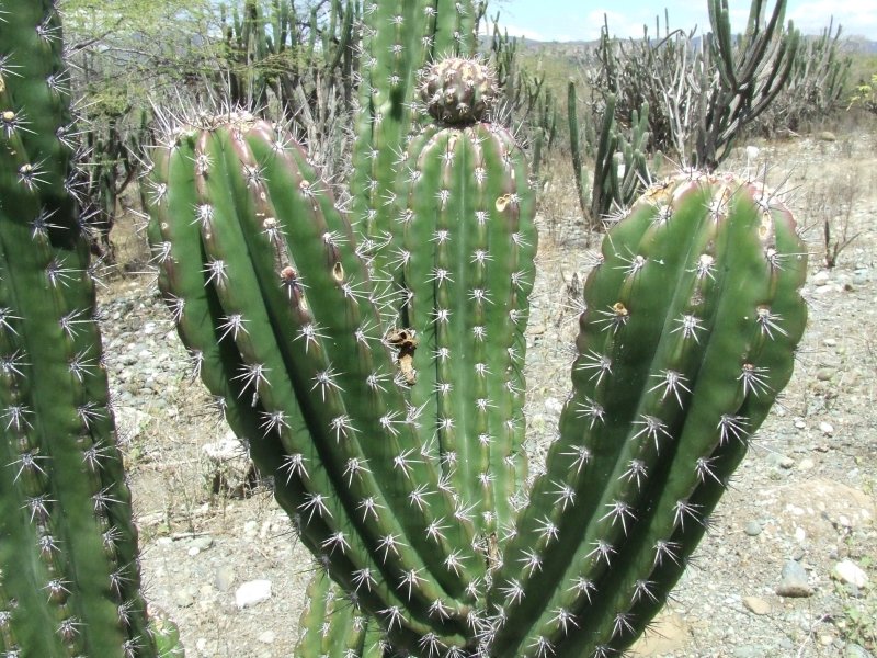 Echinopsis sp. 