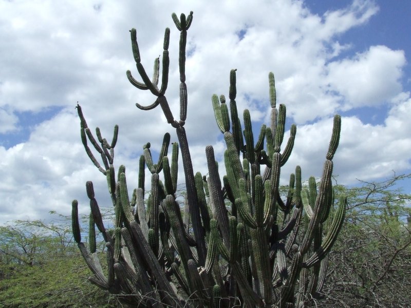 Echinopsis sp. 