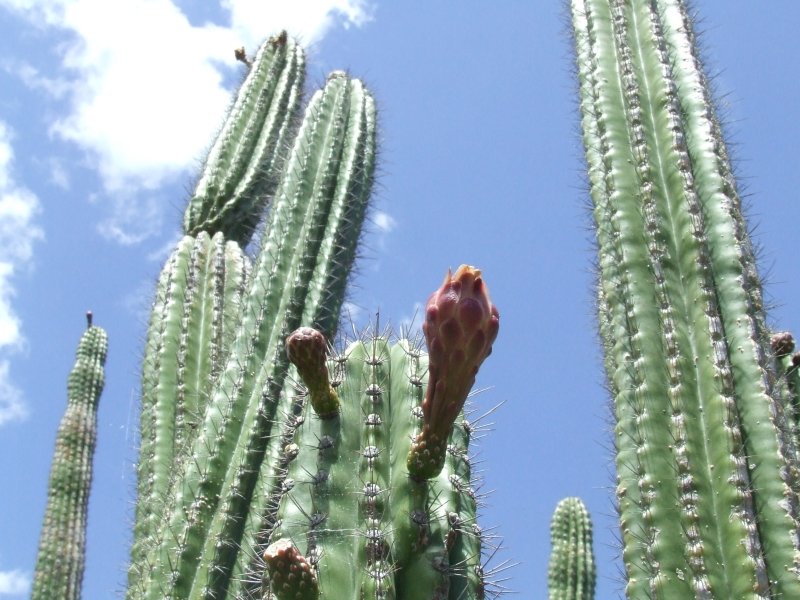 Echinopsis sp. 