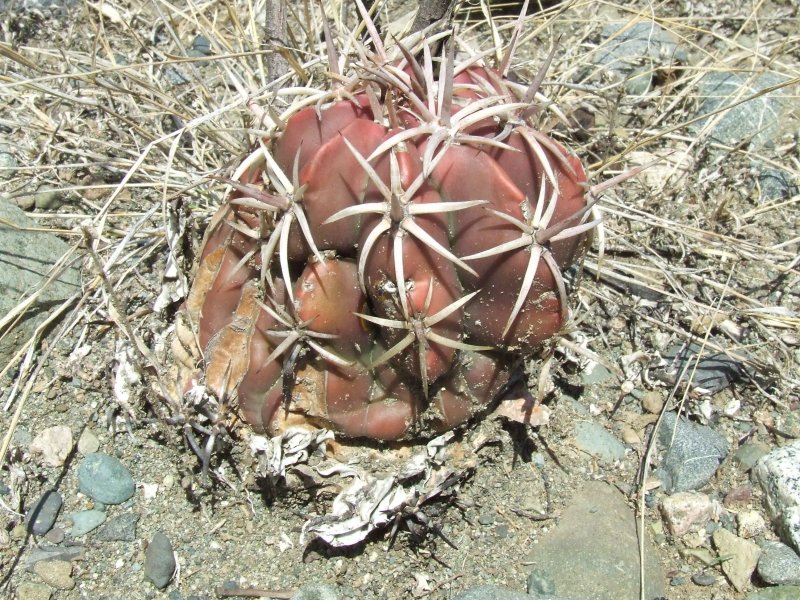 Melocactus lemairei 