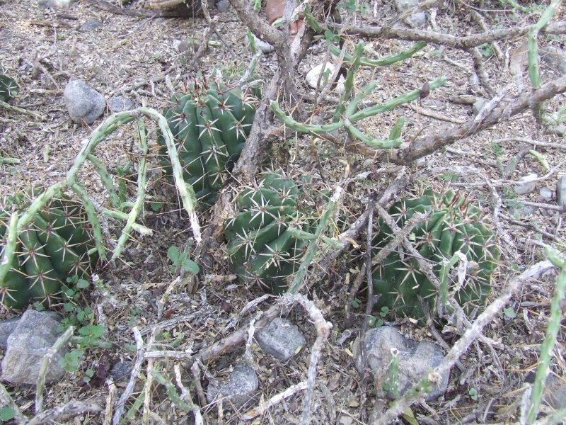 Melocactus lemairei 