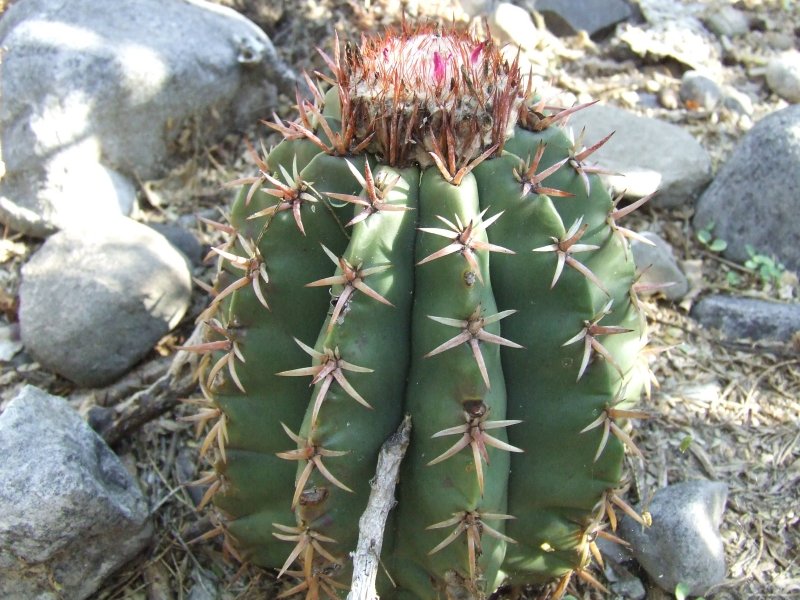 Melocactus lemairei 