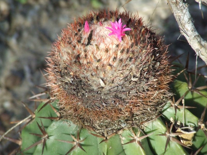 Melocactus lemairei 