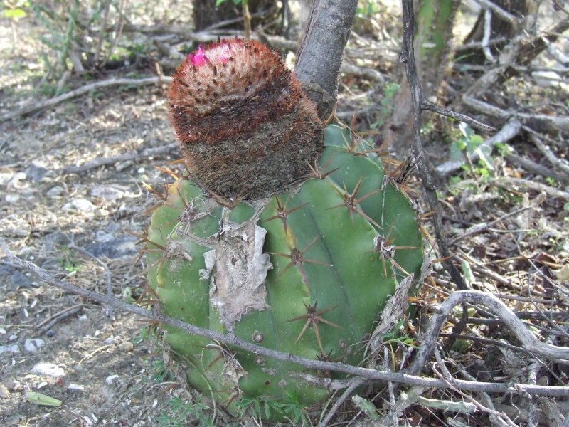 Melocactus lemairei 