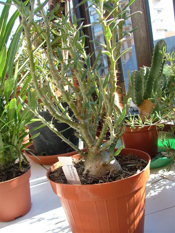 Pachypodium bispinosum 