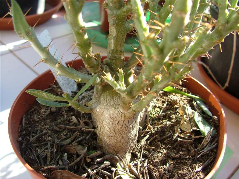 Pachypodium bispinosum 