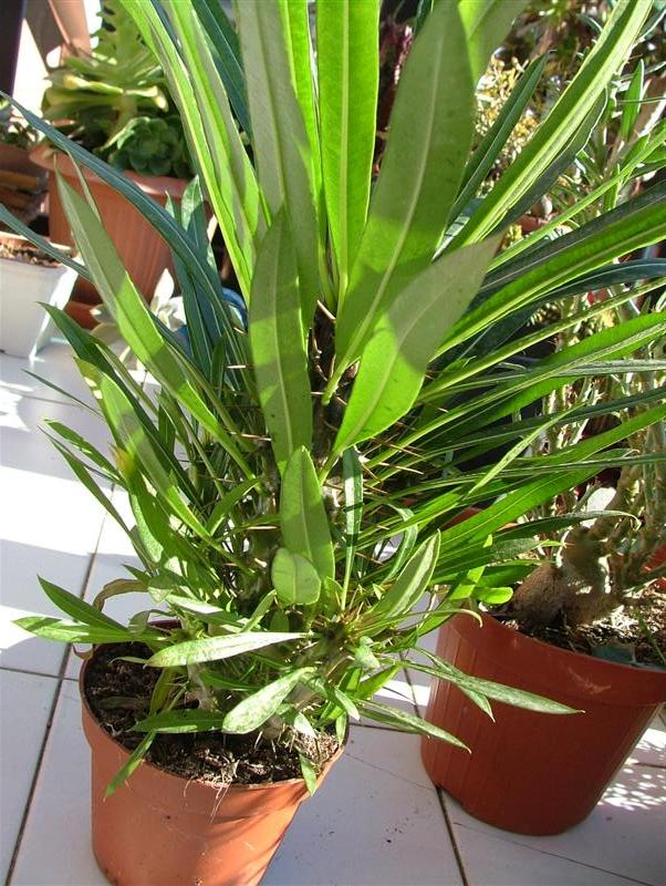 Pachypodium Lamerei 