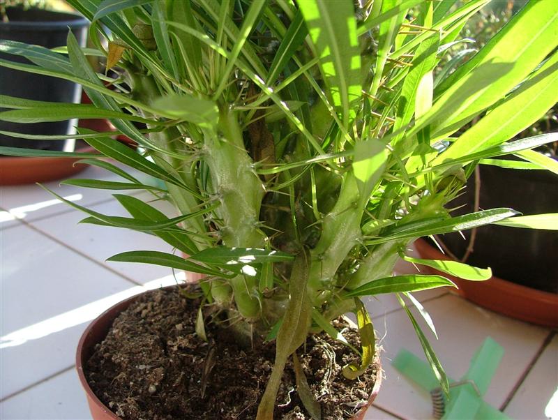 Pachypodium lamerei 