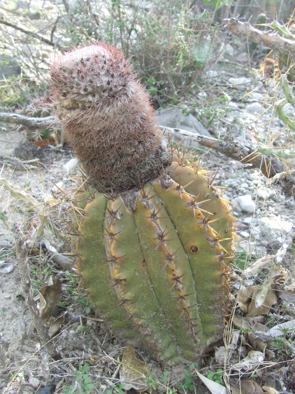 Melocactus lemairei 