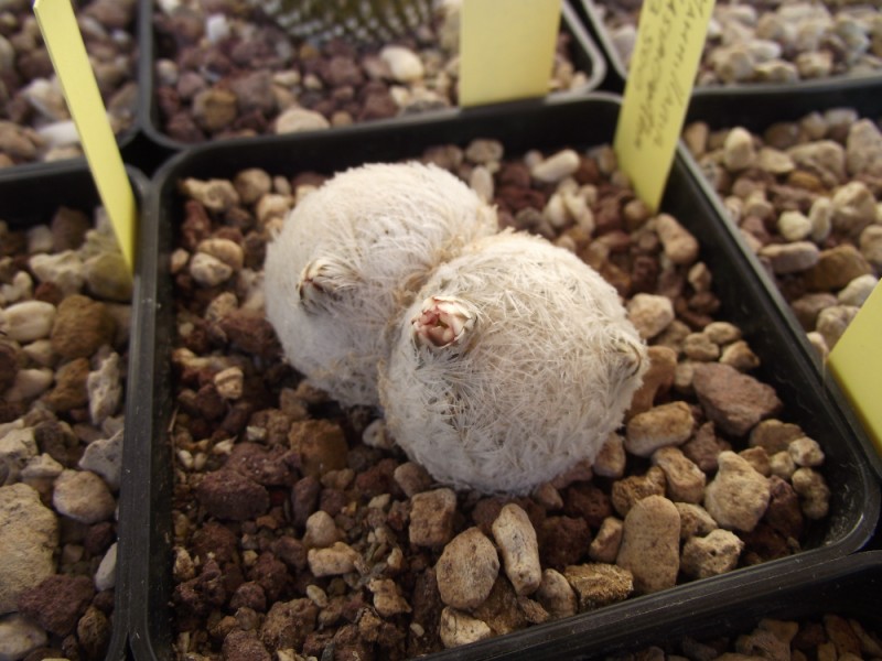 Mammillaria lasiacantha SB 500