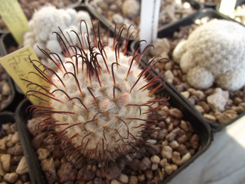 Mammillaria perezdelarosae 