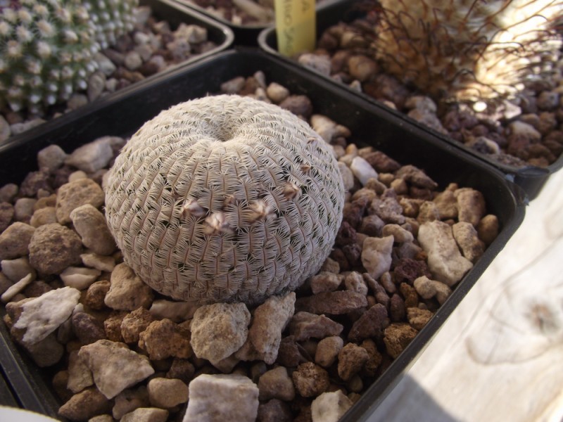 Mammillaria pectinifera 