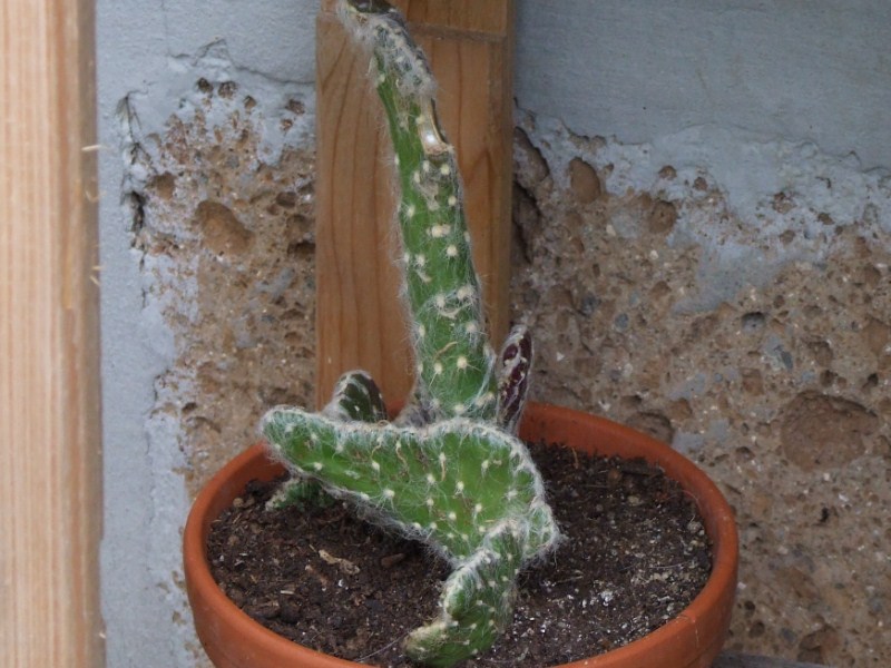   27