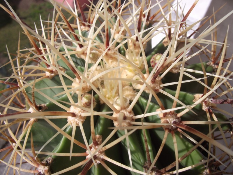 Ferocactus histrix 