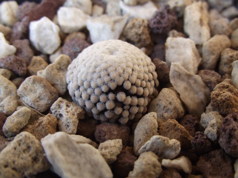 Mammillaria luethyi 