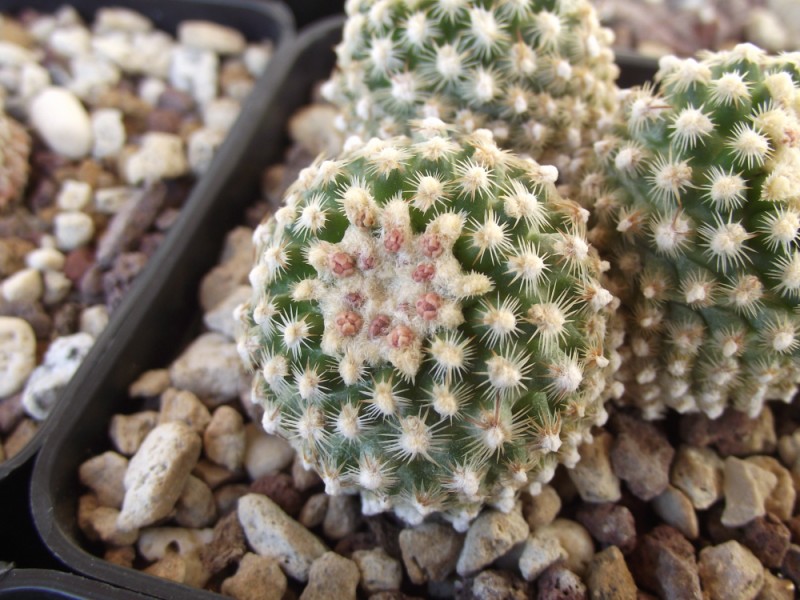 Pediocactus knowltonii 