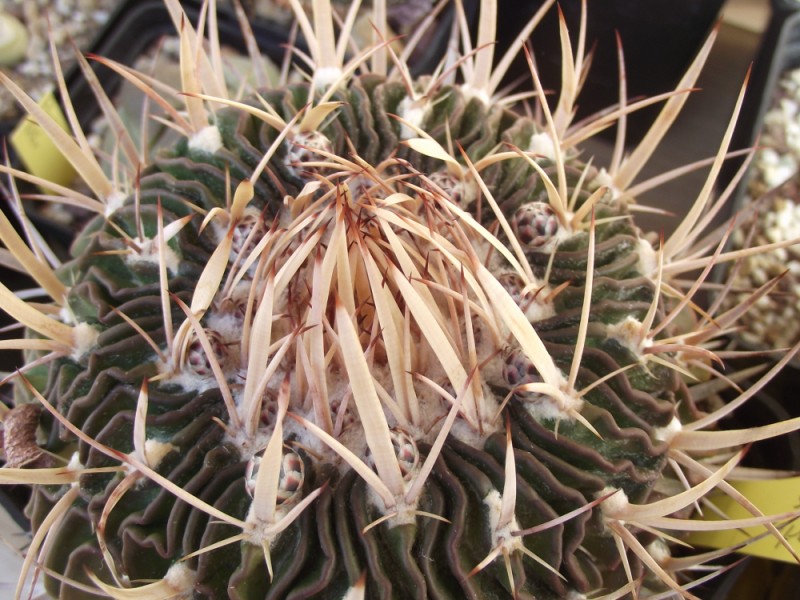 Stenocactus crispatus 