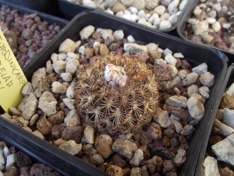 Turbinicarpus ysabelae 