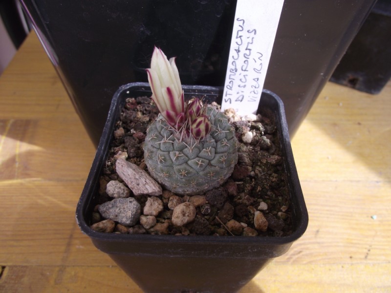 Strombocactus disciformis 