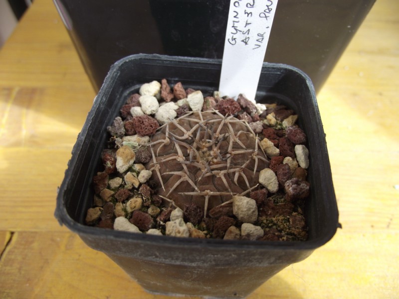 gymnocalycium asterium v. paucispinum