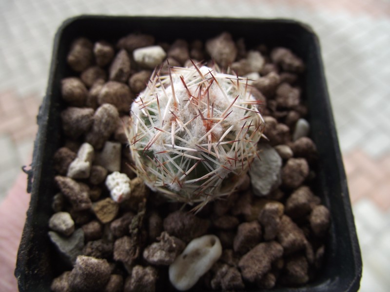 Escobaria robbinsorum 