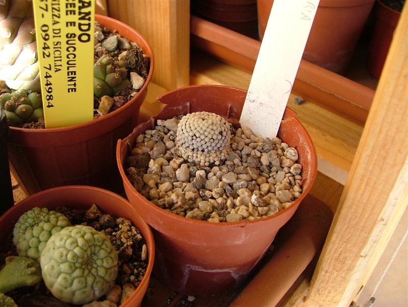 Mammillaria luethyi 