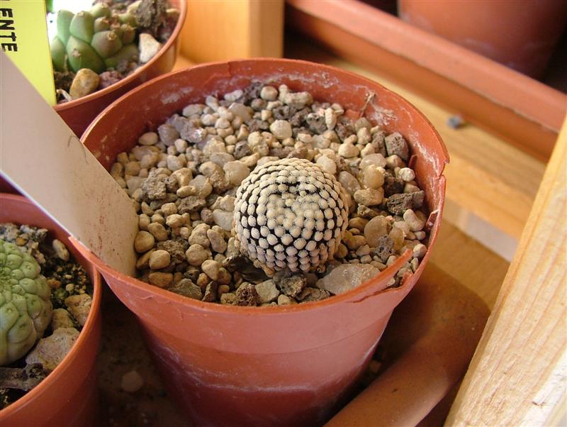 Mammillaria luethyi 