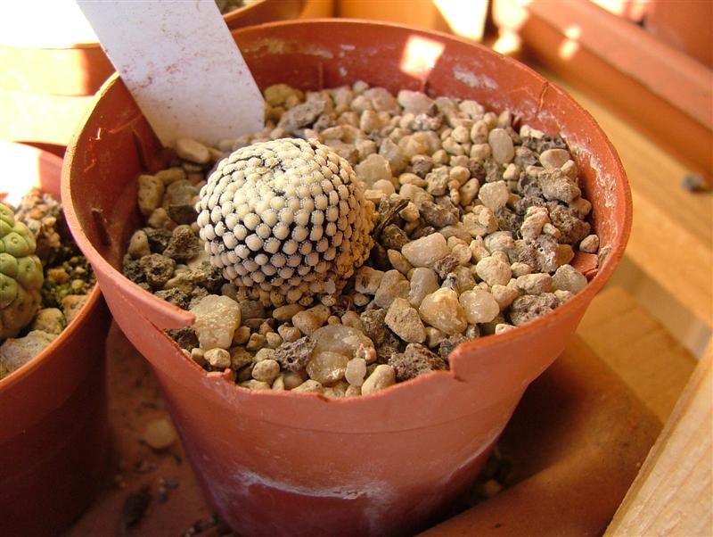 Mammillaria luethyi 