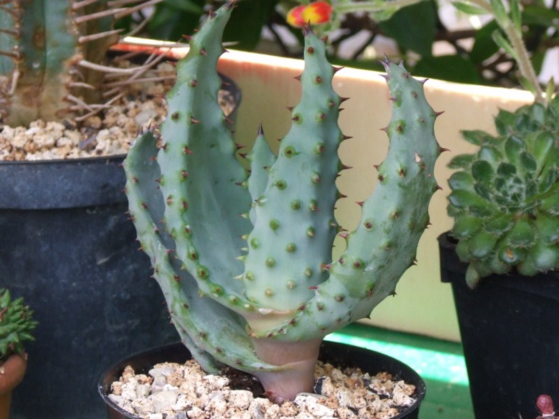   4