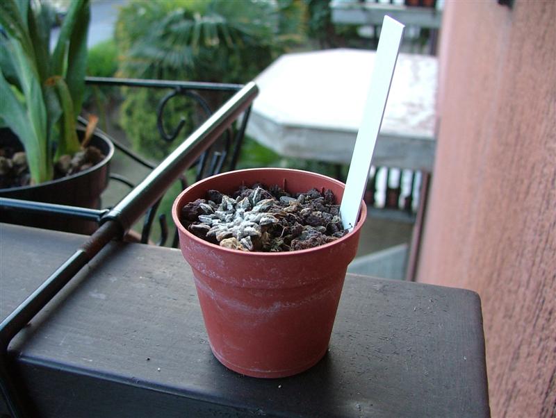 Ariocarpus kotschoubeyanus 