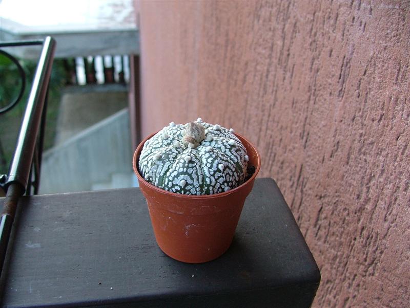 Astrophytum asterias cv. super kabuto 