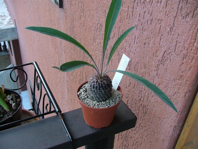 Euphorbia bupleurifolia 