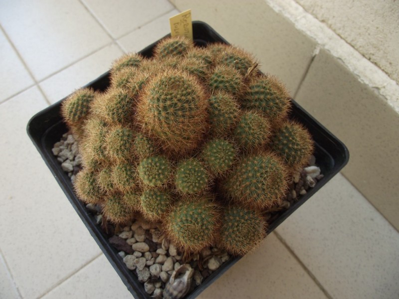 Rebutia fulviseta WR 319