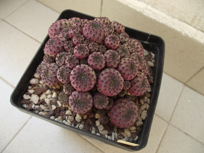 Sulcorebutia rauschii v. violacidermis WR 289