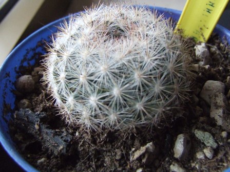 Mammillaria candida 