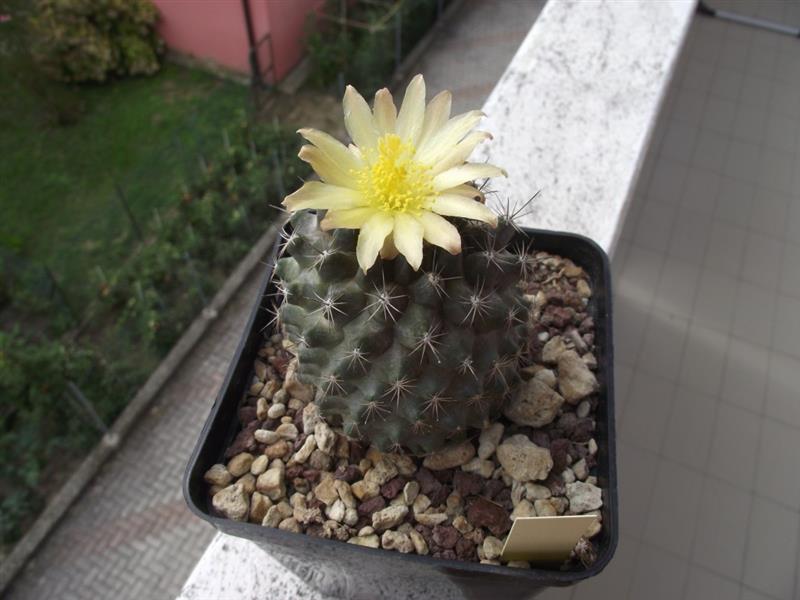 Copiapoa tenuissima 