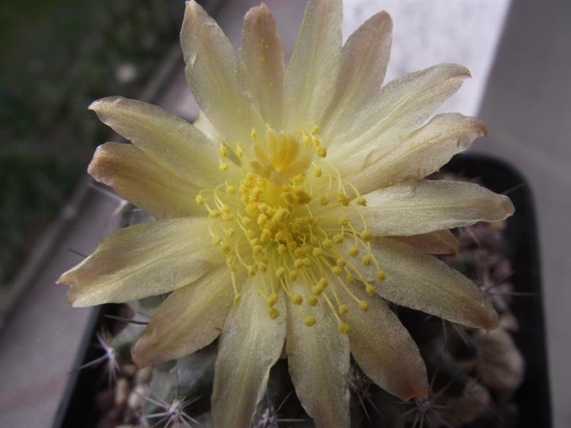 Copiapoa tenuissima 