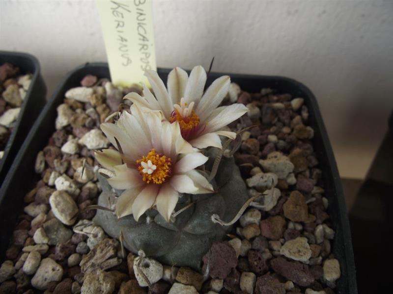 Turbinicarpus klinkerianus 