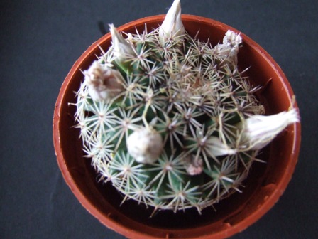 Mammillaria heyderi 