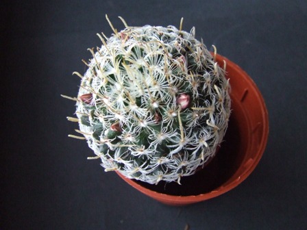Mammillaria duwei 
