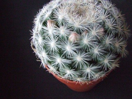 Mammillaria candida 