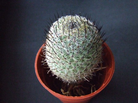 Mammillaria haageana 