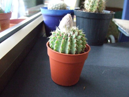 Parodia buiningi 
