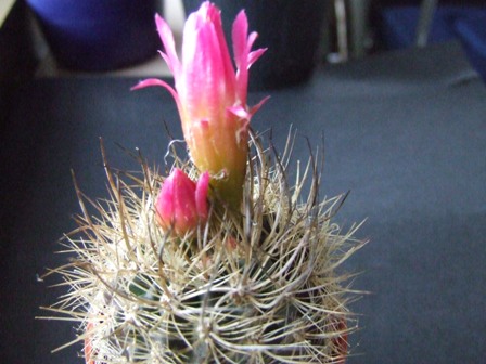 neoporteria ? 