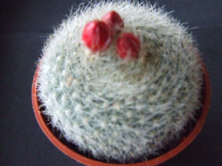 Parodia haselgergii 