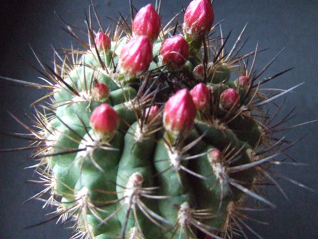 Eryosice tatalensis 