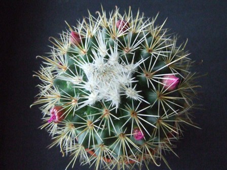Mammillaria spinosissima 