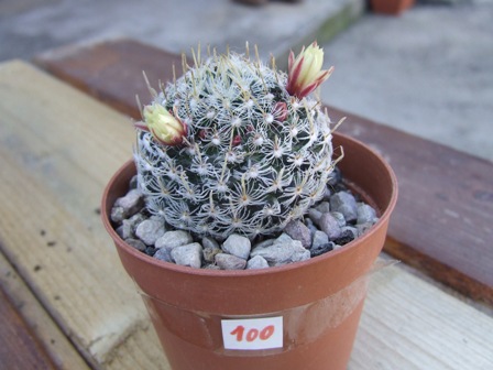 Mammillaria duwei 100-09